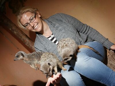 woman with meerkats on her lap as part of a meerkat experience day at hoo zoo in shropshire