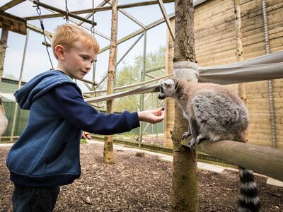young boy feeding a lemur on a junior half day zoo keeping experience day at hoo zoo