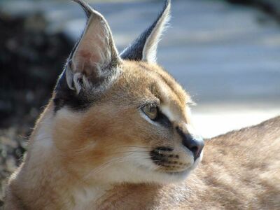 a side view of a caracal at hoo zoo in shropshire as part of a carnivore combo experience day