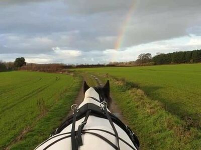 horse pulling a carriage on a path through a field with a rainbow in a sky