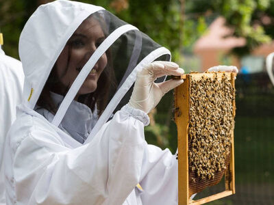 Beekeeping London